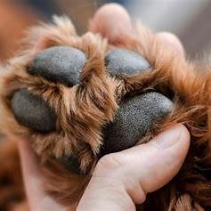 Como cuidar das patas do seu pet no dia a dia