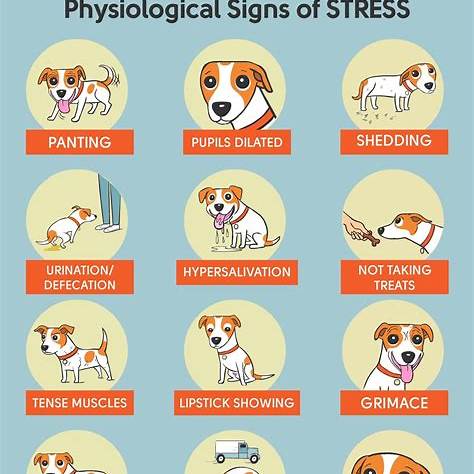 Como identificar sinais de estresse em cães e gatos