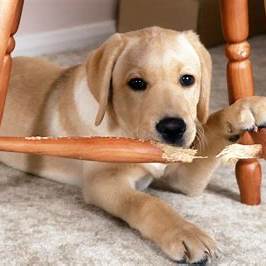 Como lidar com o comportamento destrutivo em casa