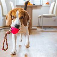 Como lidar com o excesso de energia dos cães em casa