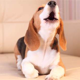 Como lidar com os latidos em excesso