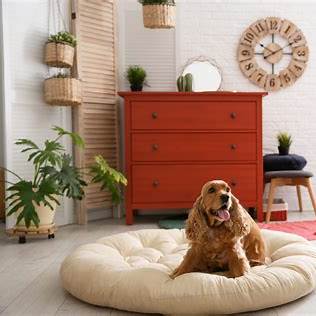 Como organizar um cantinho confortável para o pet