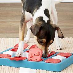 Como reduzir o tédio dos pets durante o dia