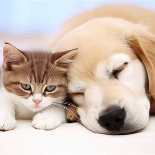 Como ensinar o pet a não subir nos móveis 🛋️